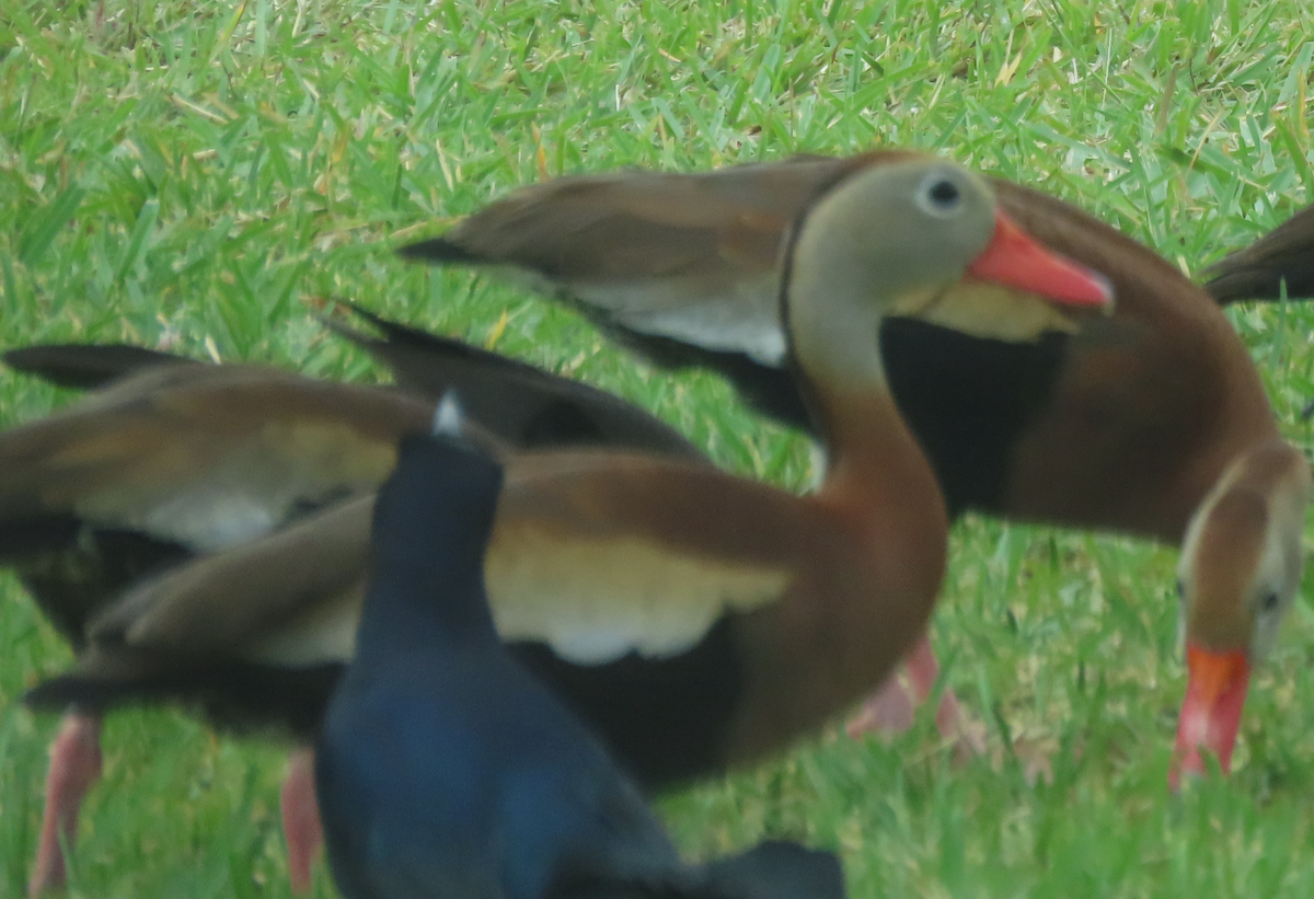 Black-bellied Whistling-Duck - Maia Ginsburg