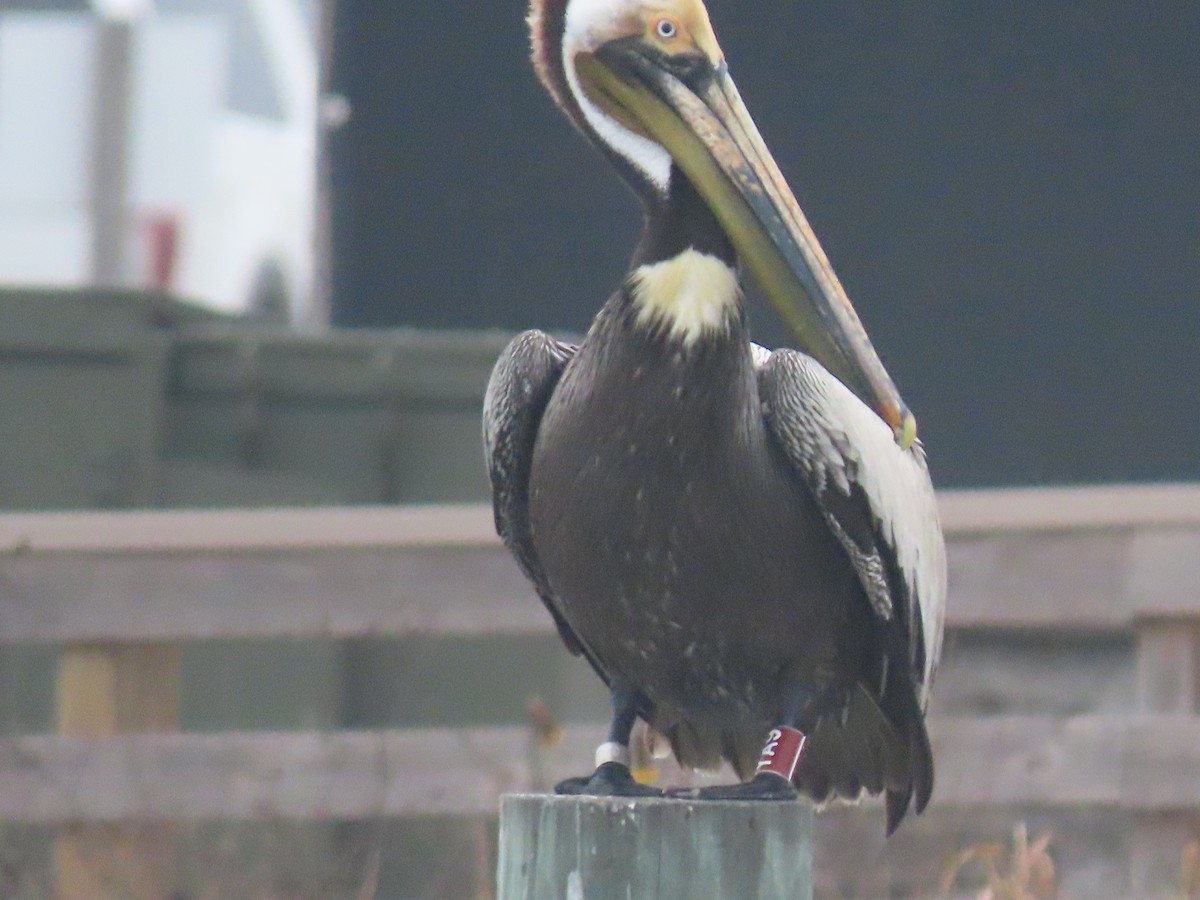 Brown Pelican - Maia Ginsburg