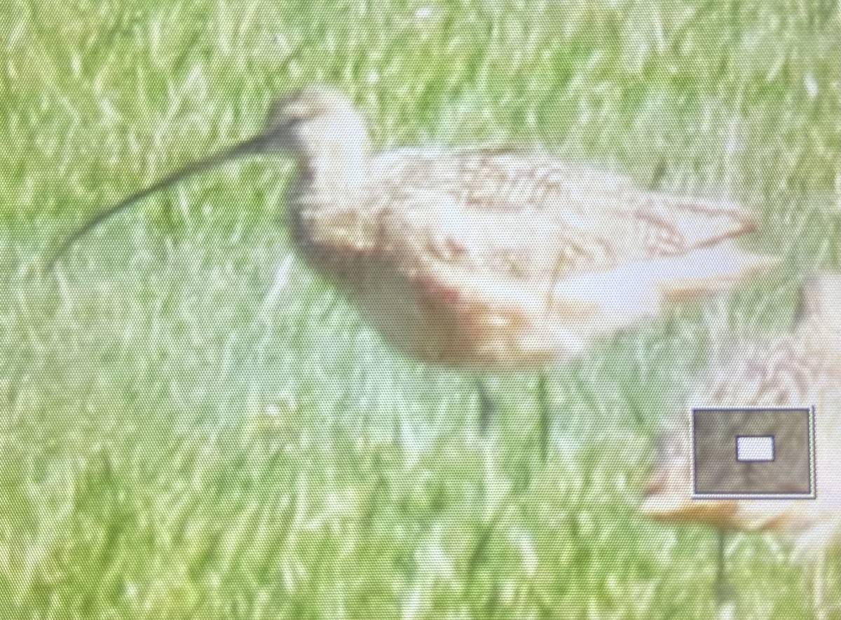 Long-billed Curlew - ML618221078