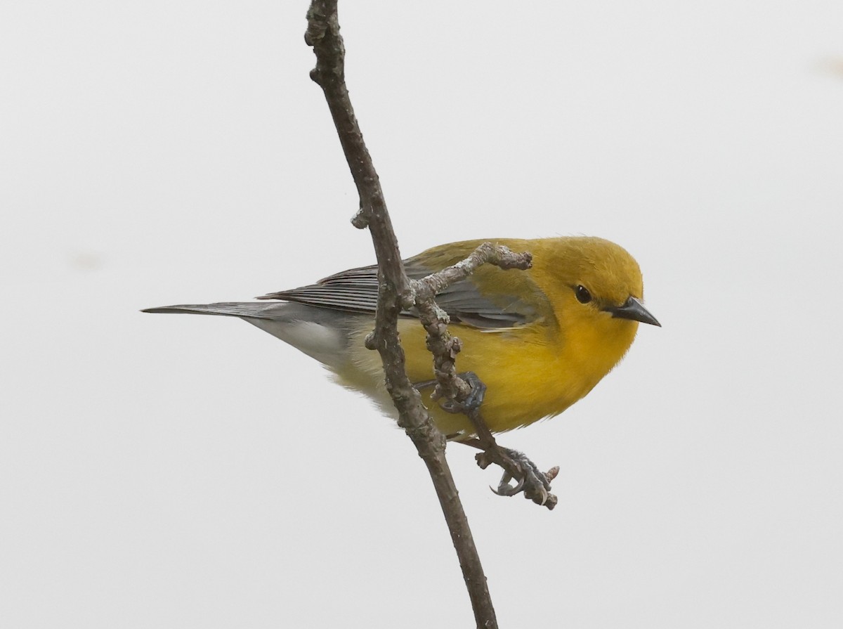 Prothonotary Warbler - ML618221116
