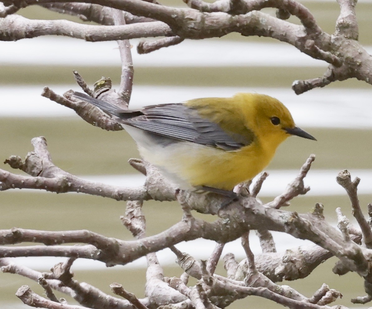 Prothonotary Warbler - ML618221117