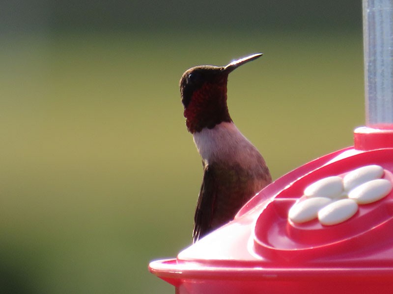 Ruby-throated Hummingbird - ML618221132