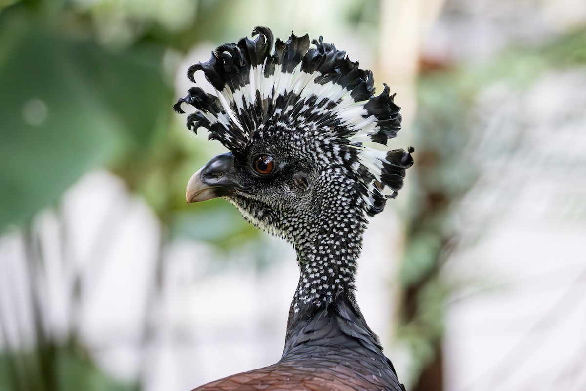 Crested Guan - ML618221140