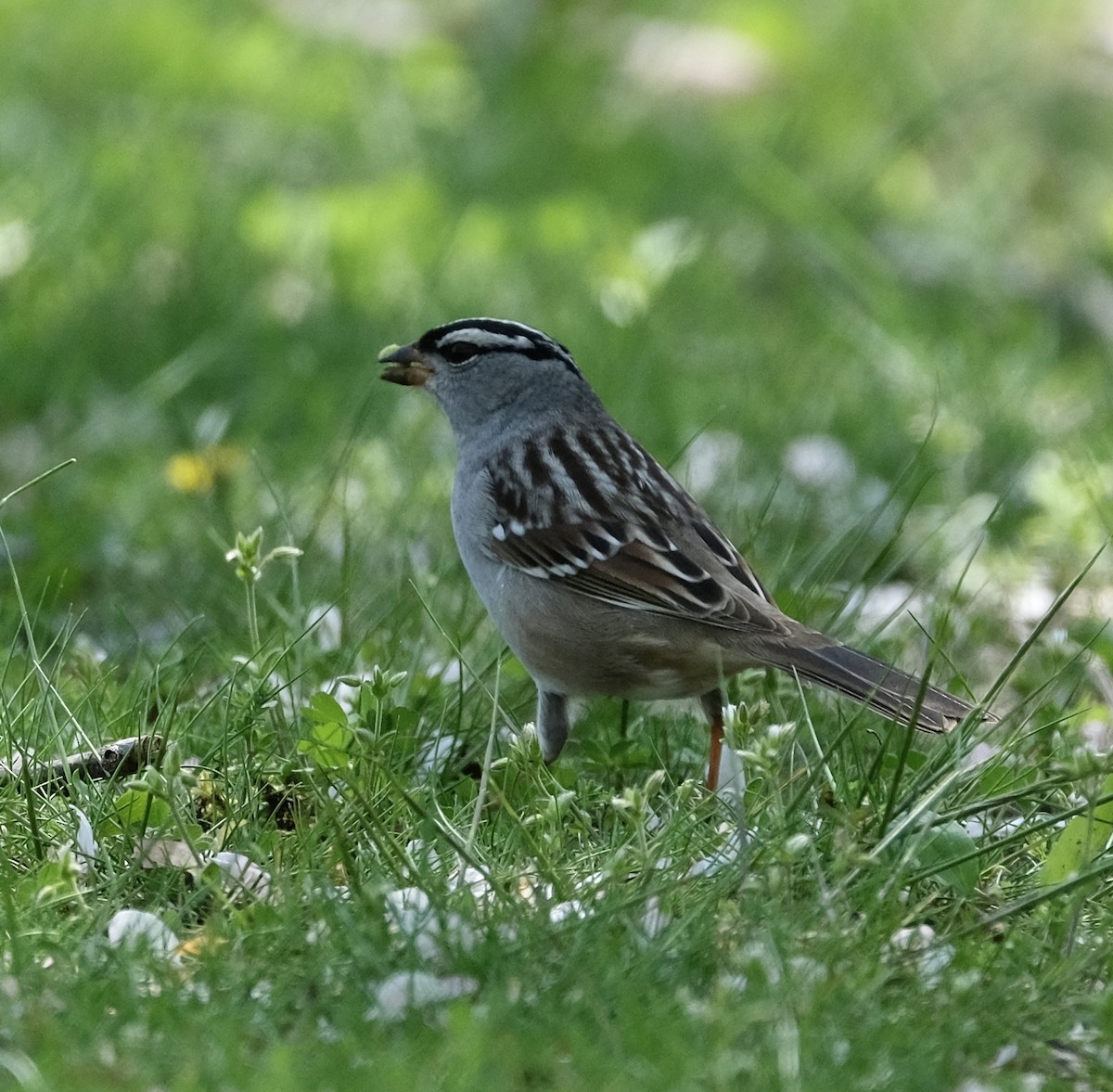 White-crowned Sparrow - Cherie F