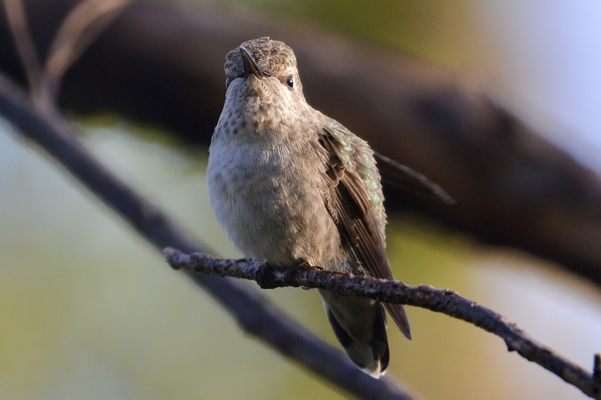 Anna's Hummingbird - ML618221212