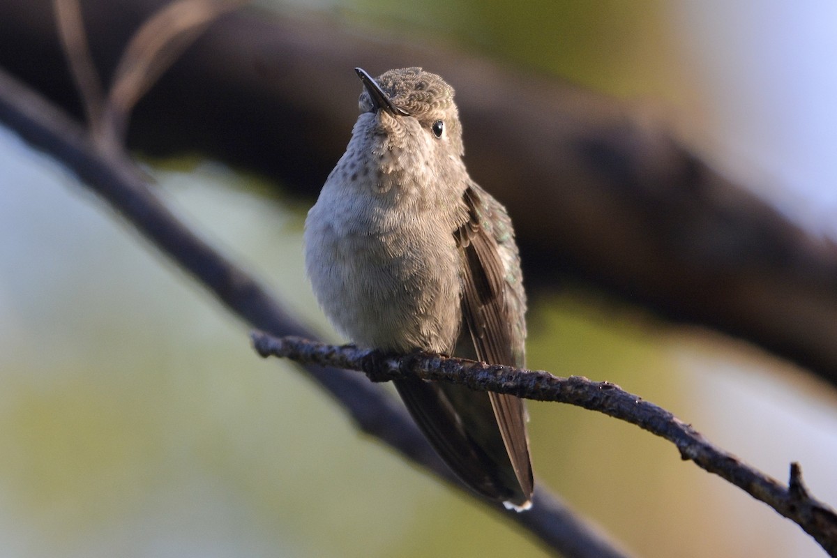Anna's Hummingbird - ML618221213