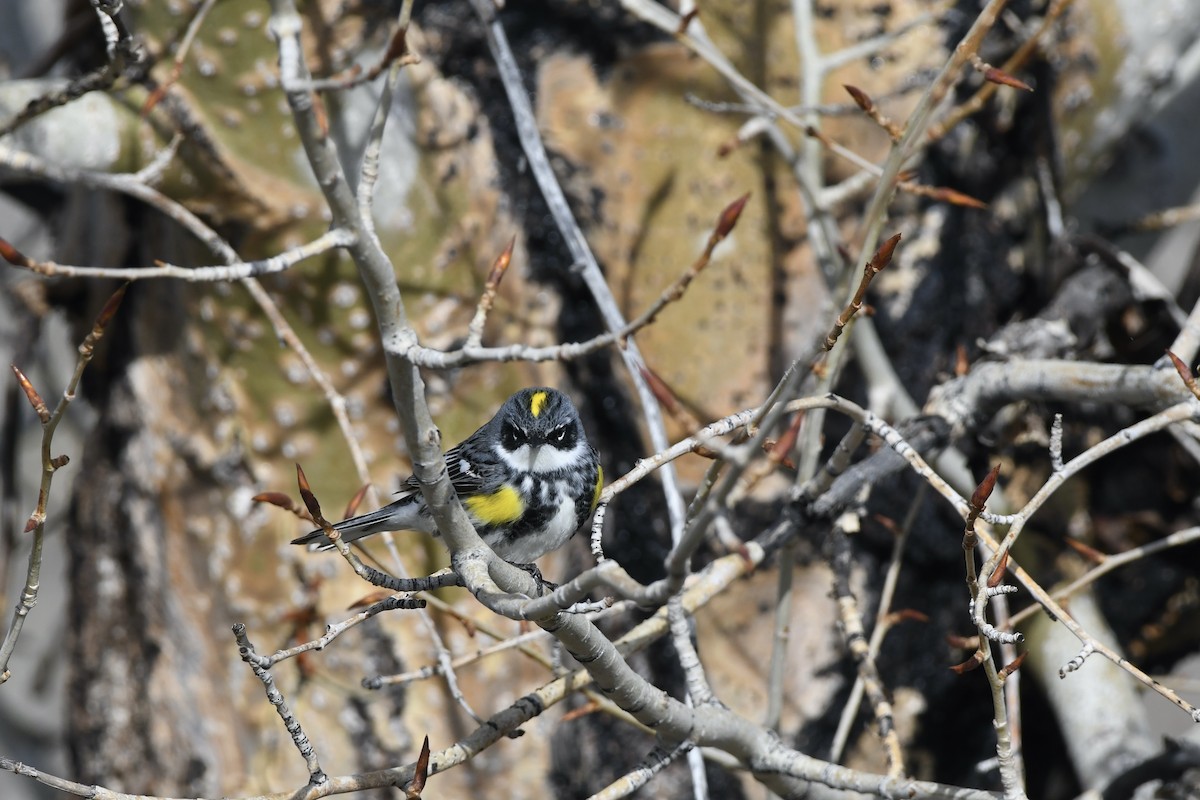 Yellow-rumped Warbler (Myrtle) - Donald Jones