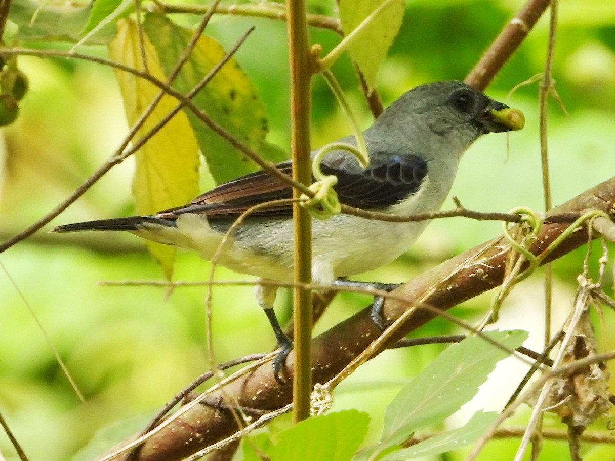 Plain-colored Tanager - ML618221229