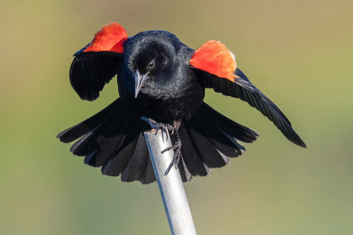 Red-winged Blackbird - M K