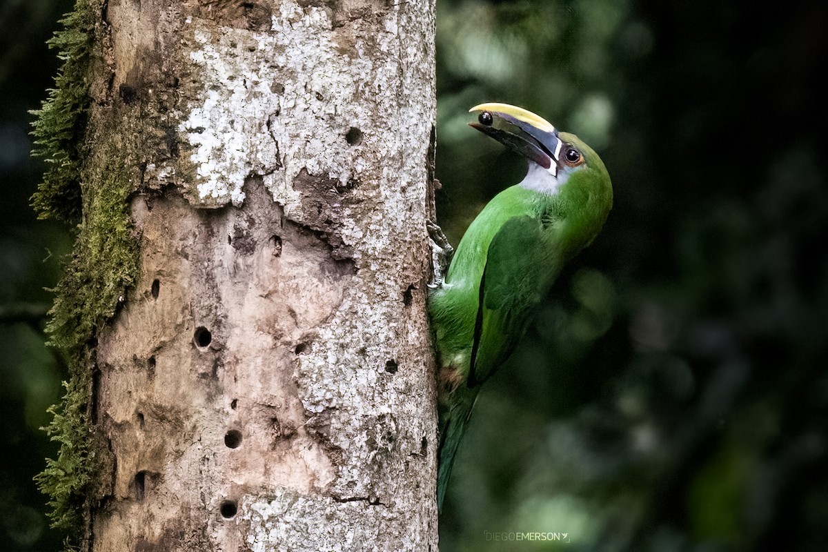 Southern Emerald-Toucanet - Diego Emerson Torres