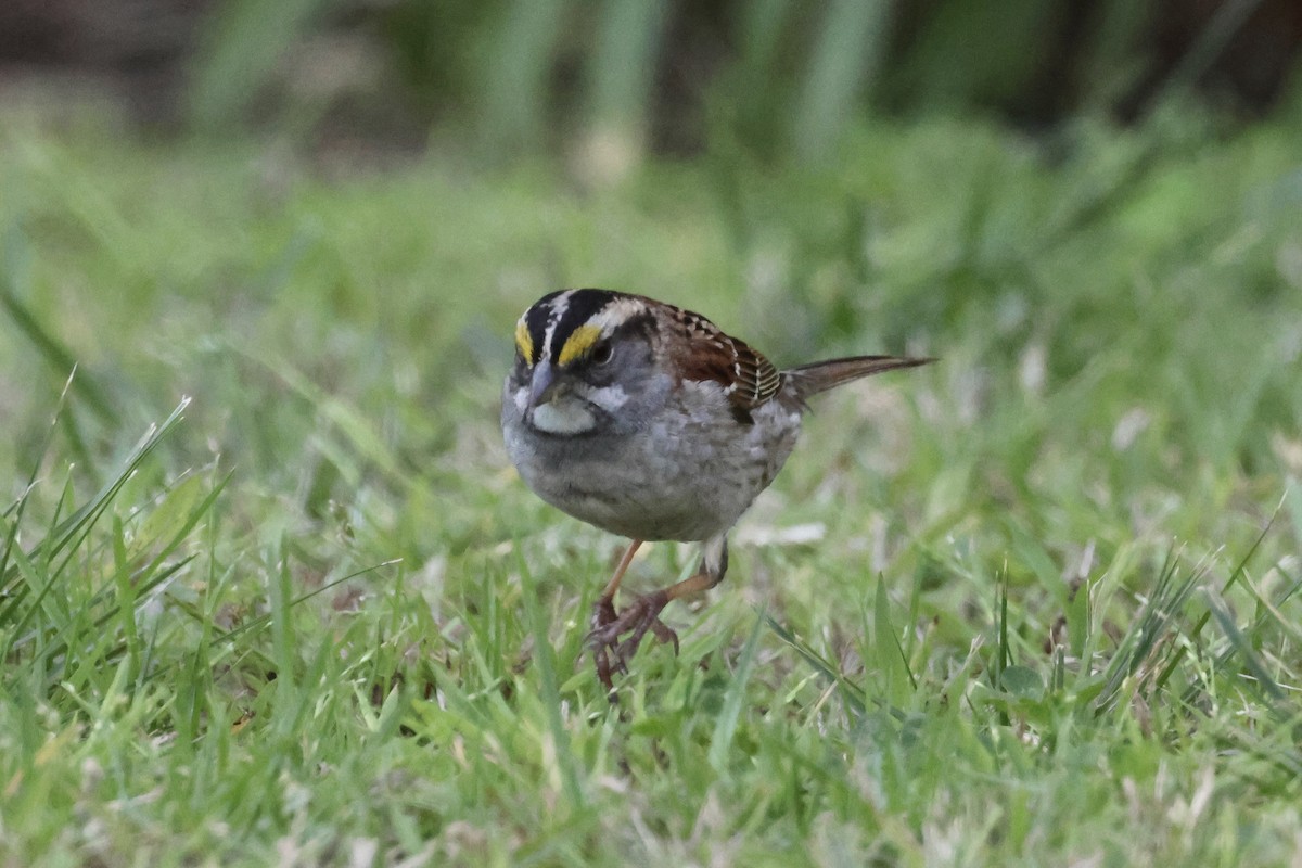 White-throated Sparrow - ML618221272
