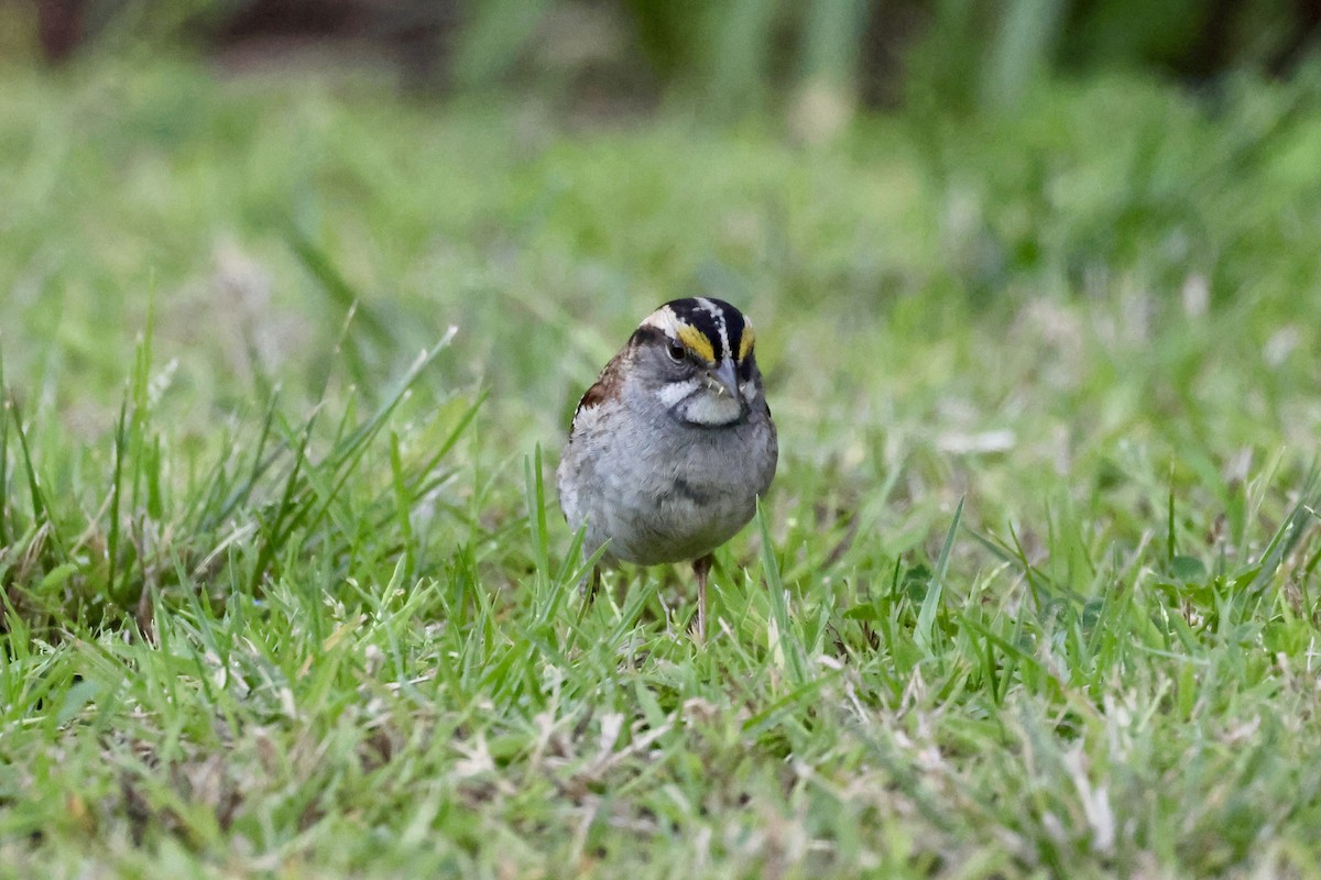 White-throated Sparrow - ML618221273