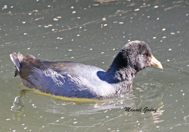White-winged Coot - ML618221355