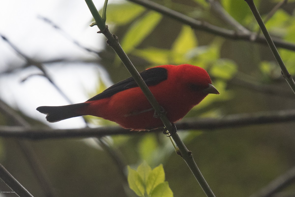 Scarlet Tanager - ML618221359
