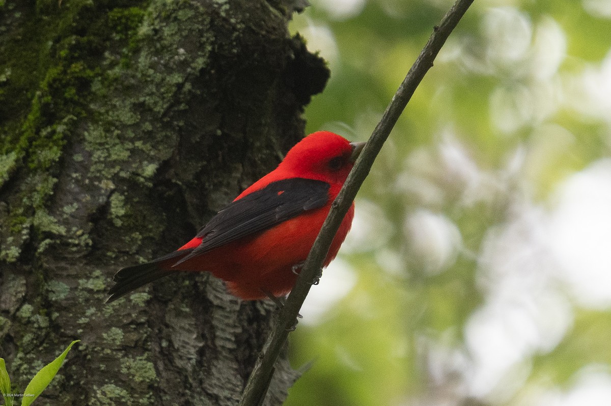 Scarlet Tanager - Martin Dellwo