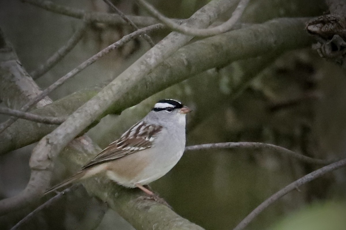 White-crowned Sparrow - ML618221367