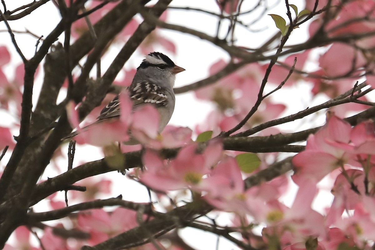 White-crowned Sparrow - JoAnn Dalley