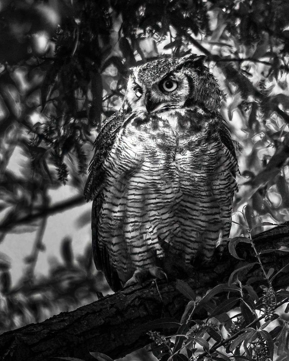 Great Horned Owl - ML618221394