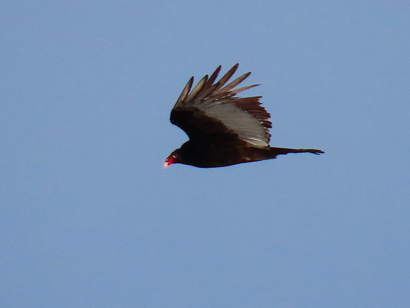 Turkey Vulture - ML618221416