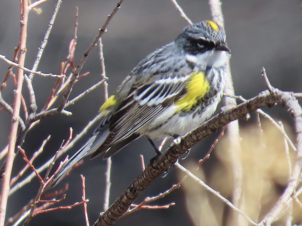 Yellow-rumped Warbler (Myrtle) - fran rulon-miller