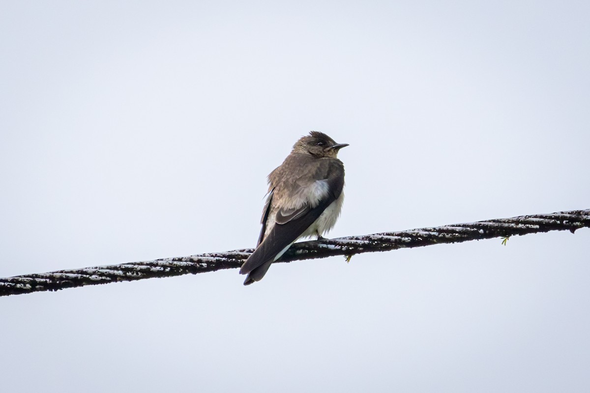 Northern Rough-winged Swallow - Michael Warner