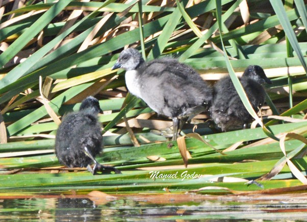 Red-fronted Coot - ML618221470