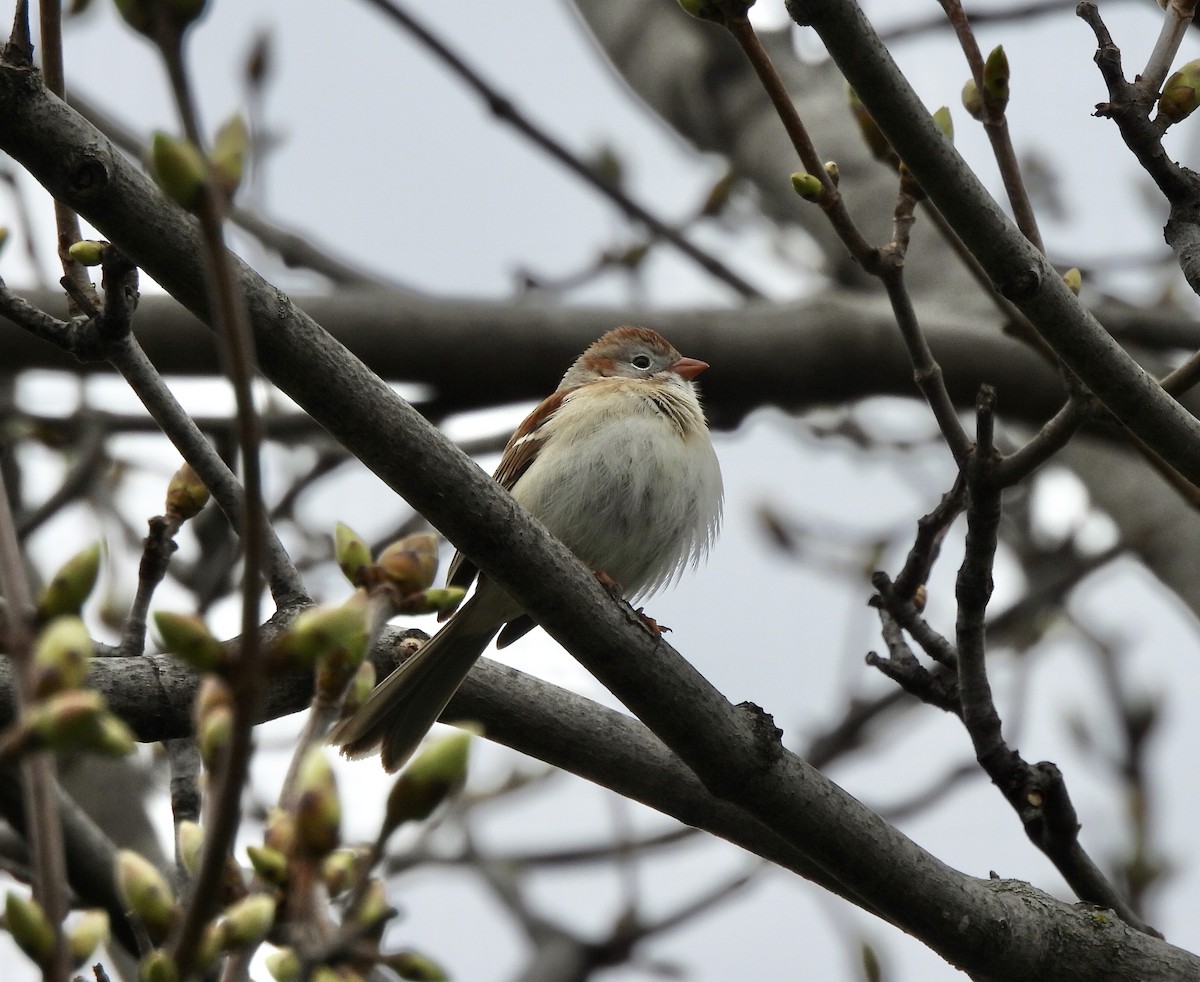 Field Sparrow - ML618221488