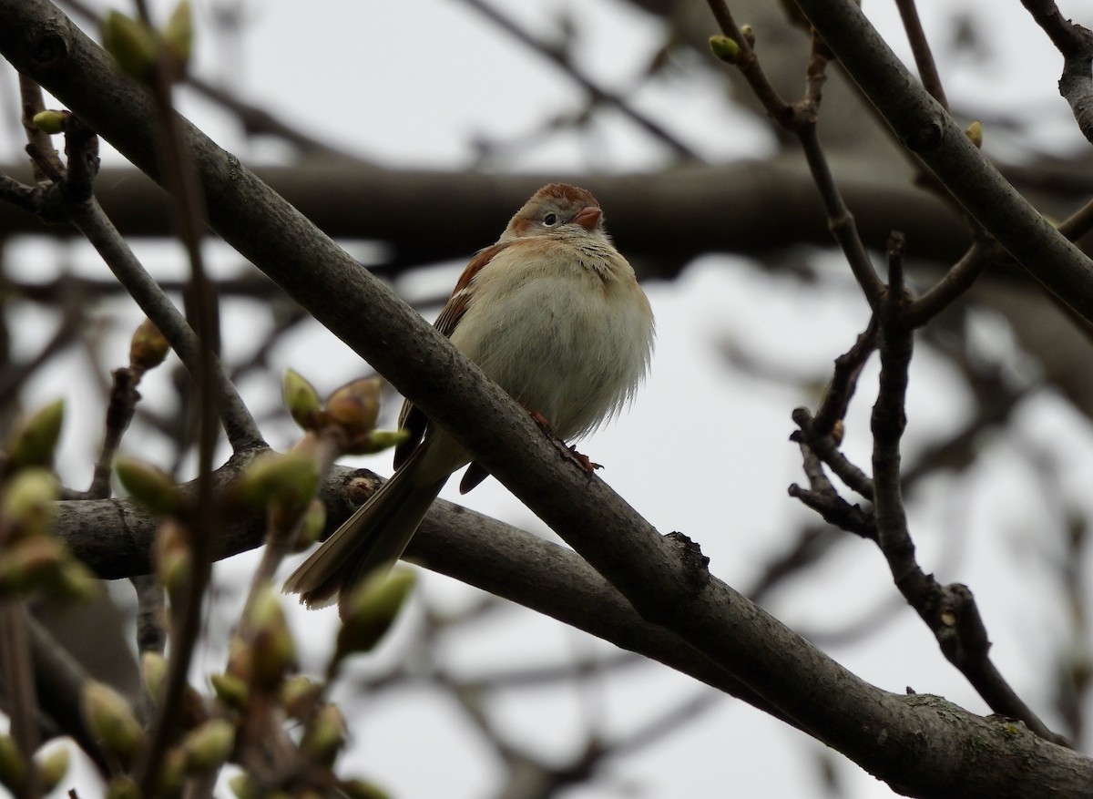 Field Sparrow - ML618221489