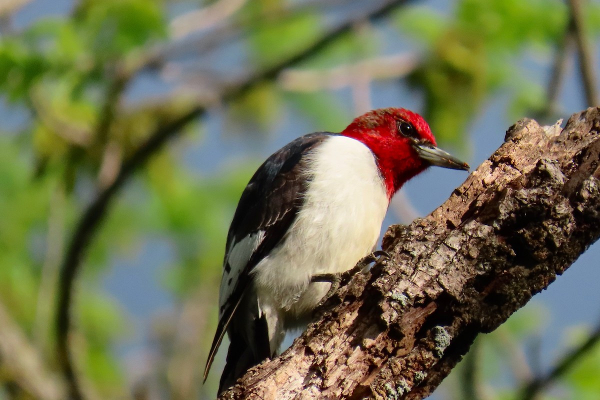 Red-headed Woodpecker - ML618221501