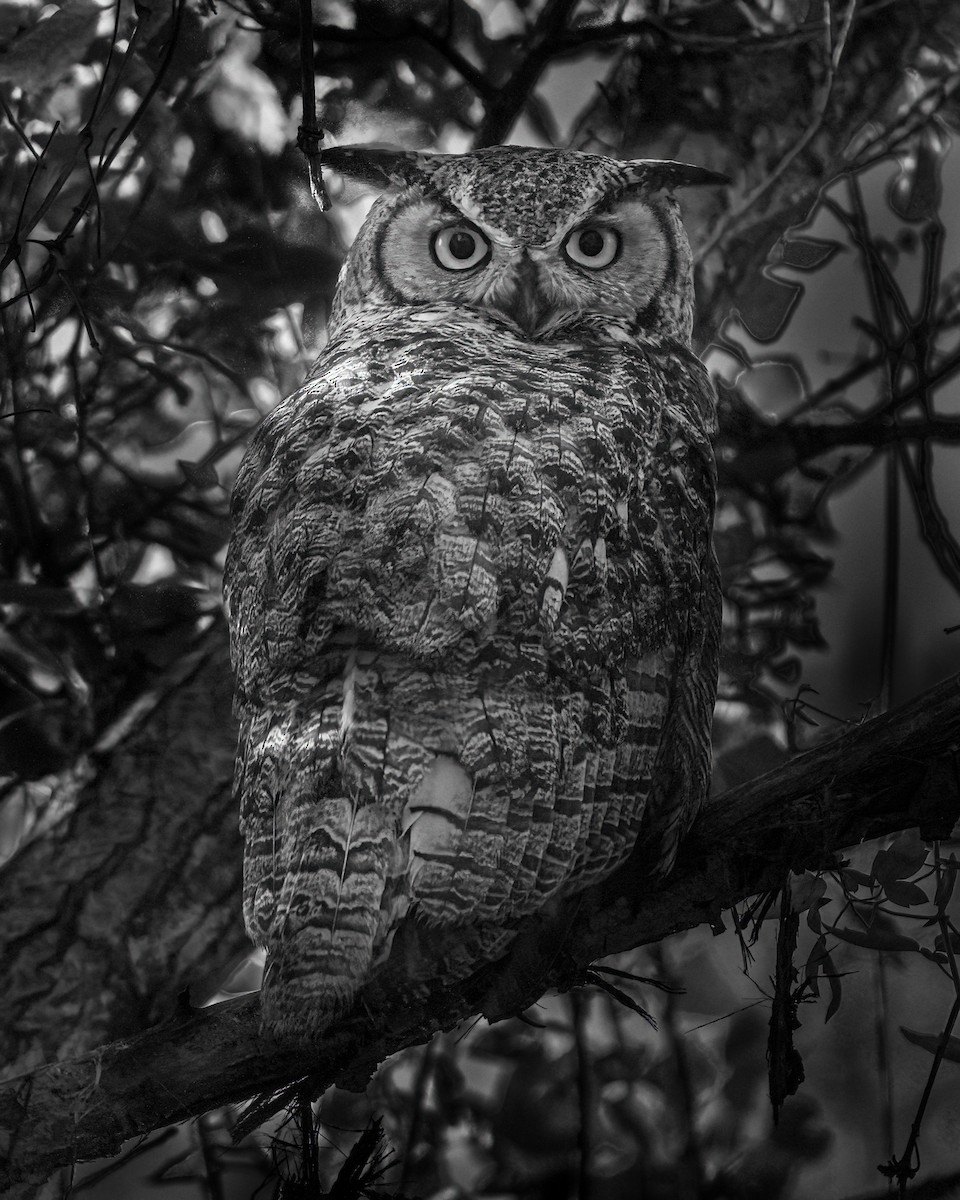 Great Horned Owl - ML618221504