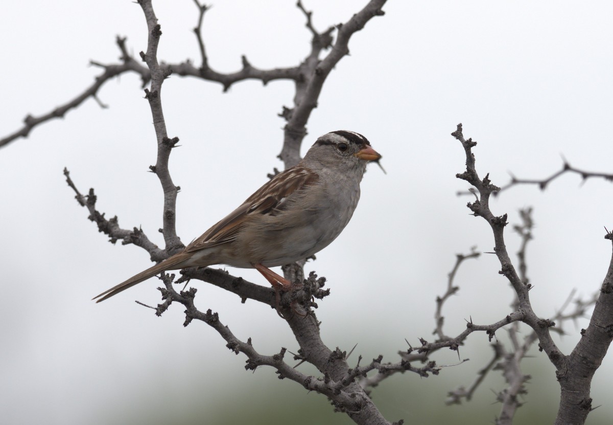 White-crowned Sparrow - Daniel Richards