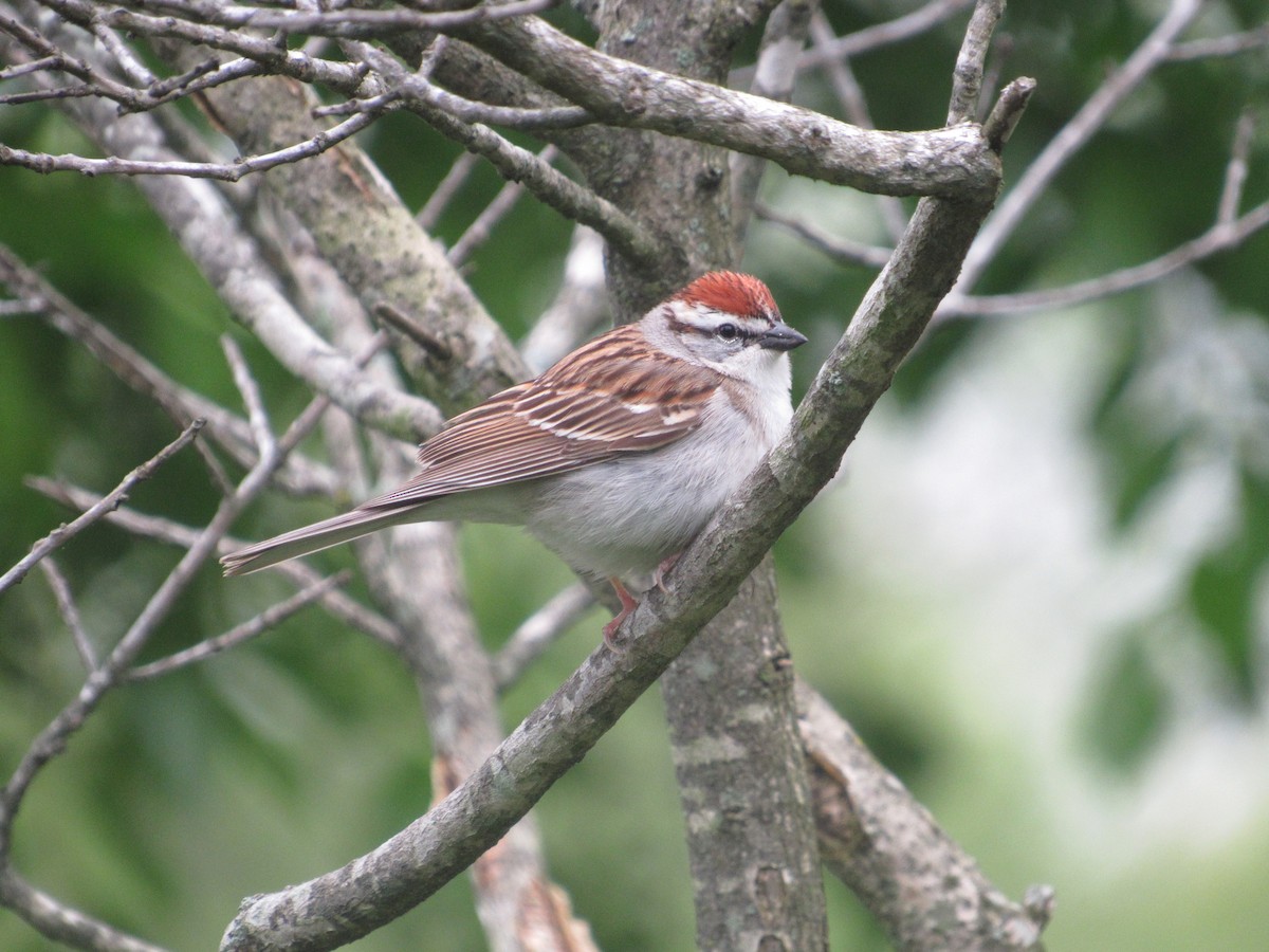 Chipping Sparrow - ML618221508