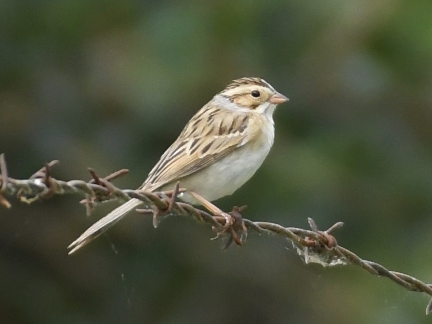 Clay-colored Sparrow - ML618221547