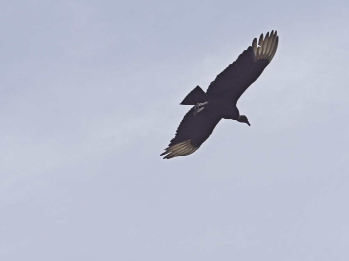 Black Vulture - ML618221560