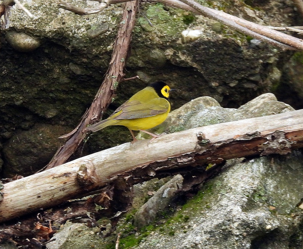 Hooded Warbler - David Small