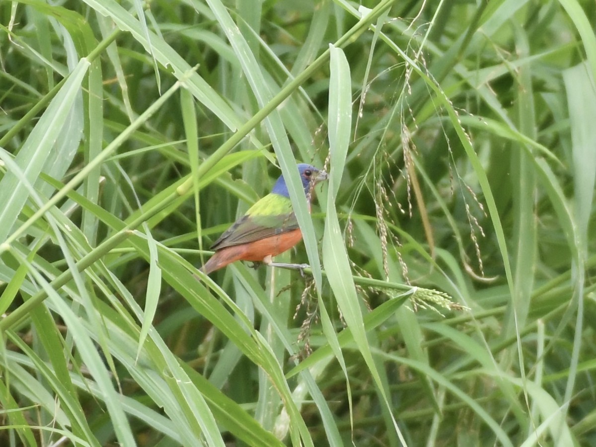 Painted Bunting - ML618221579