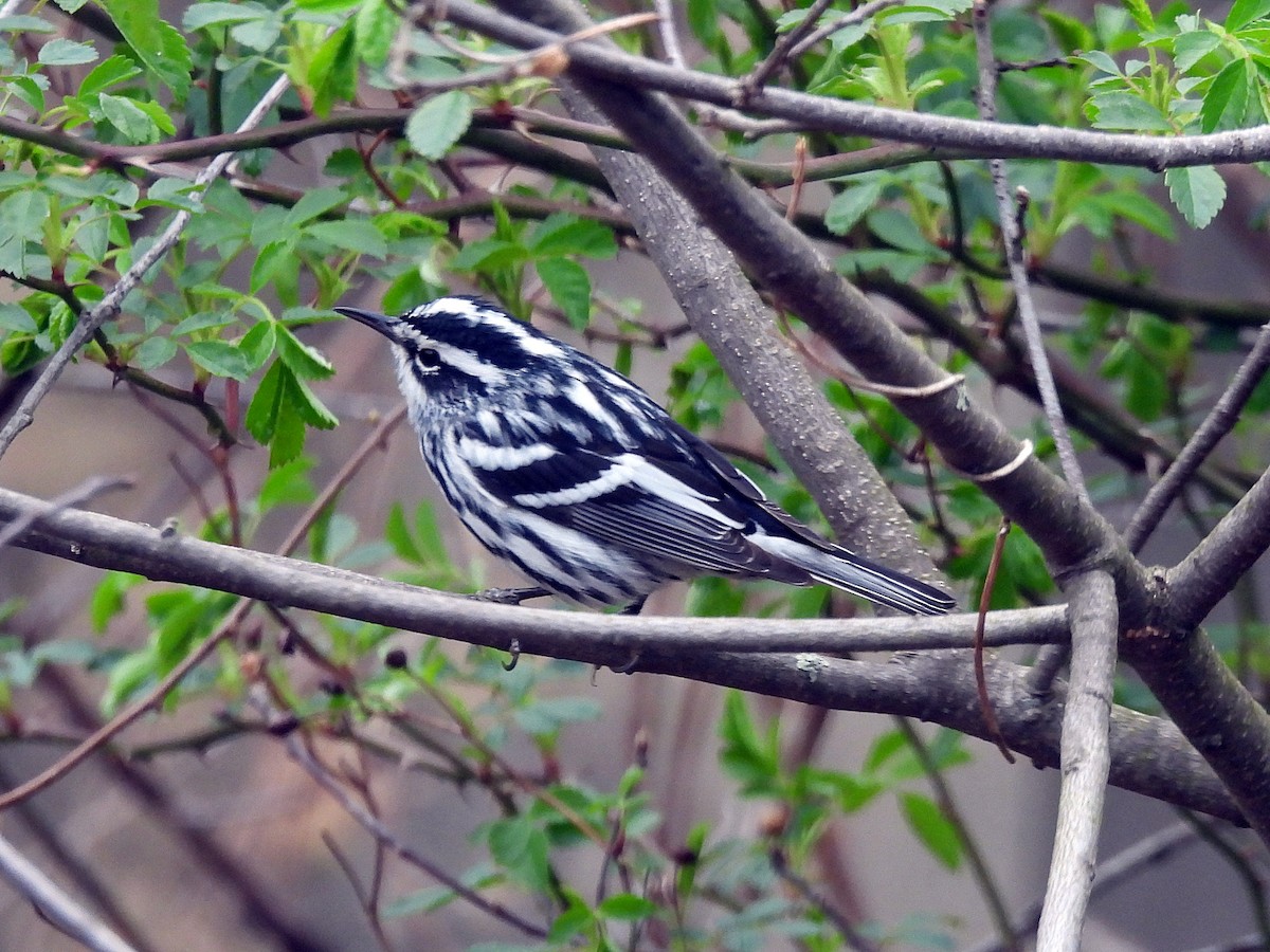 Black-and-white Warbler - ML618221592