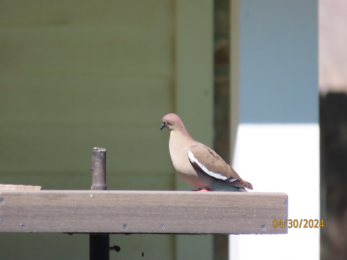White-winged Dove - ML618221603