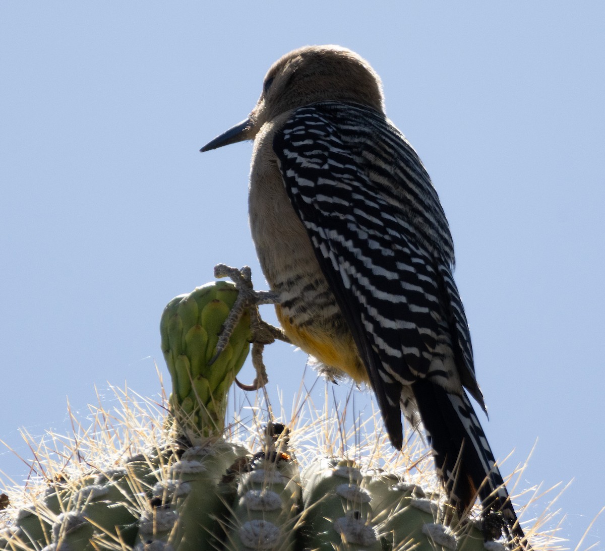 Gila Woodpecker - ML618221610