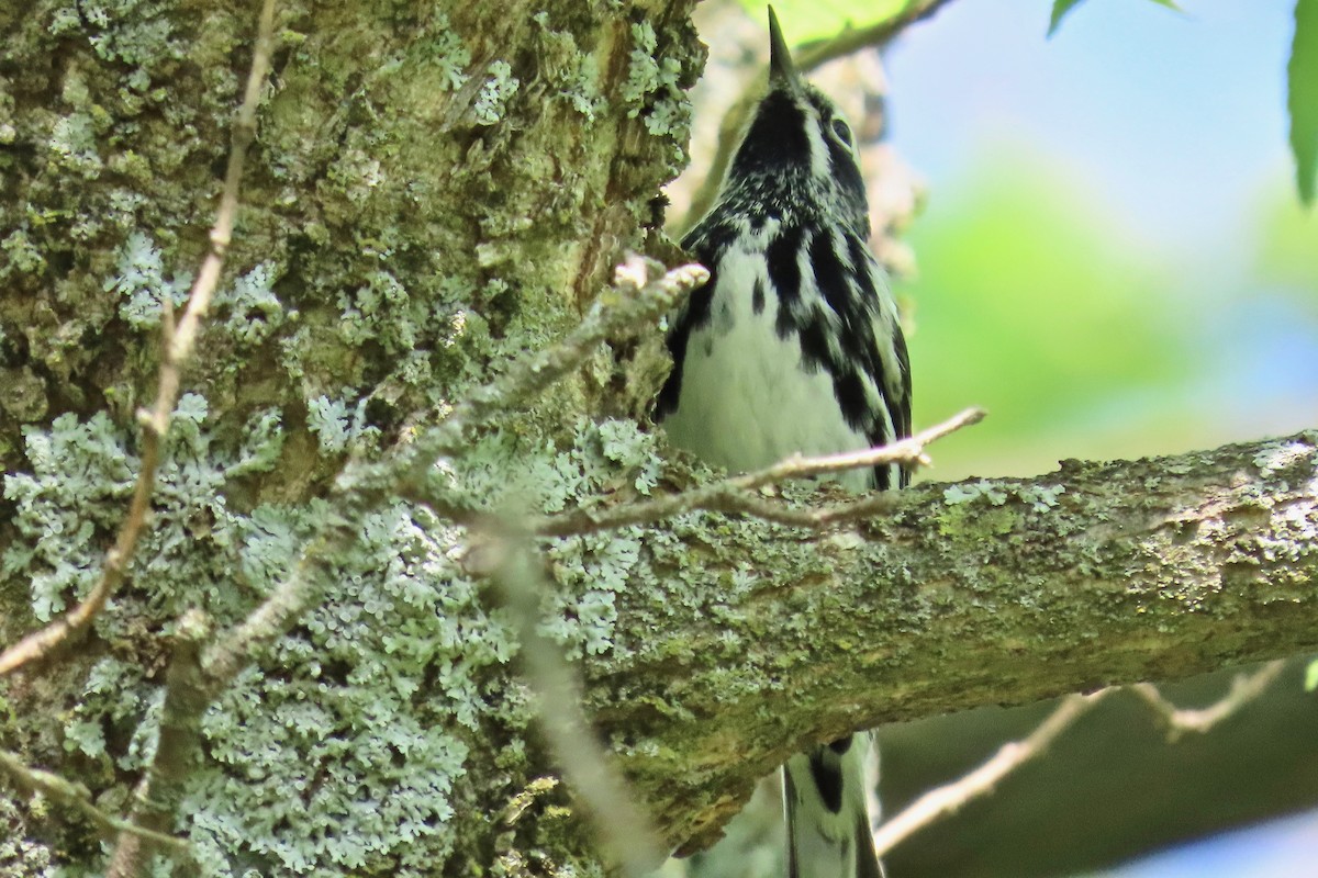 Black-and-white Warbler - ML618221635