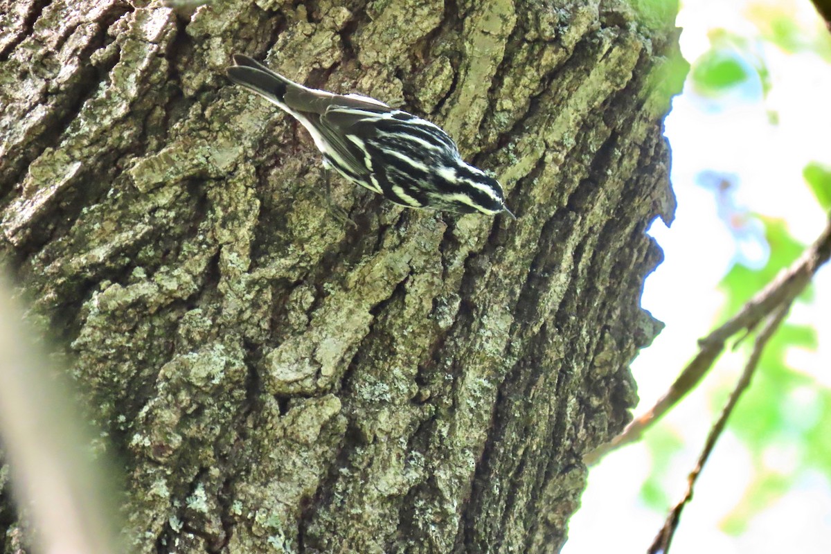 Black-and-white Warbler - ML618221636