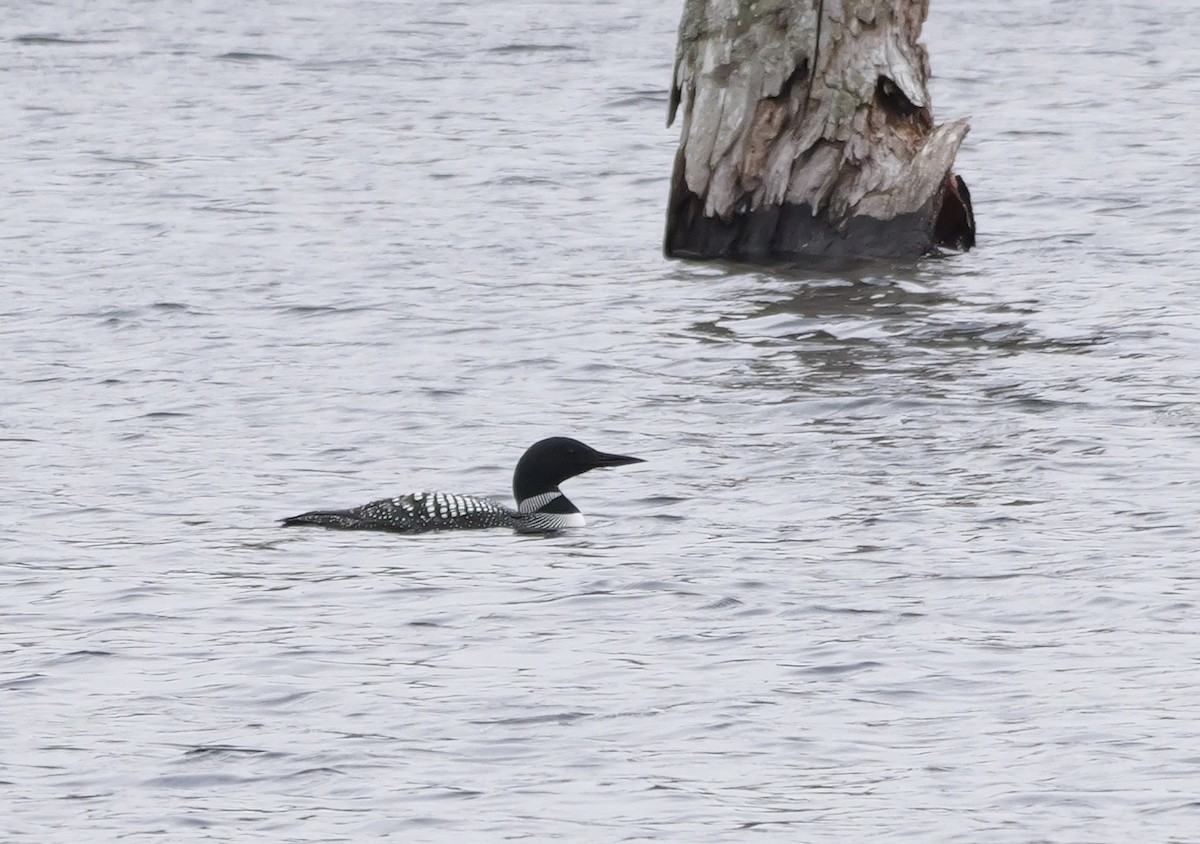 Common Loon - Russ Smiley