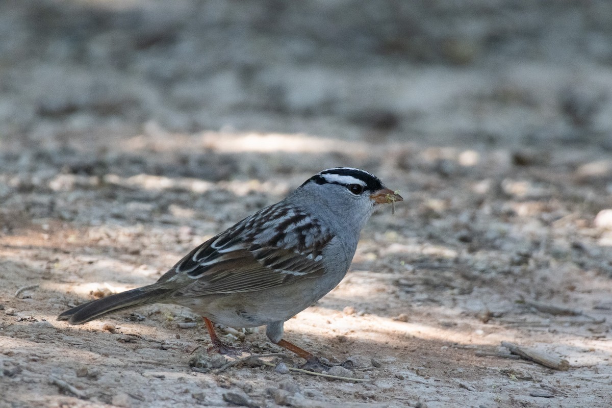 White-crowned Sparrow - Kathryn Pamiroyan