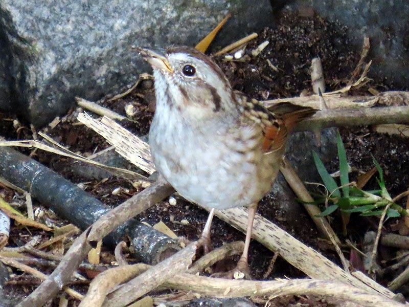 Swamp Sparrow - Karen Lebing