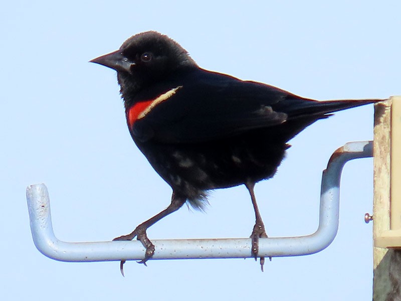 Red-winged Blackbird - ML618221671
