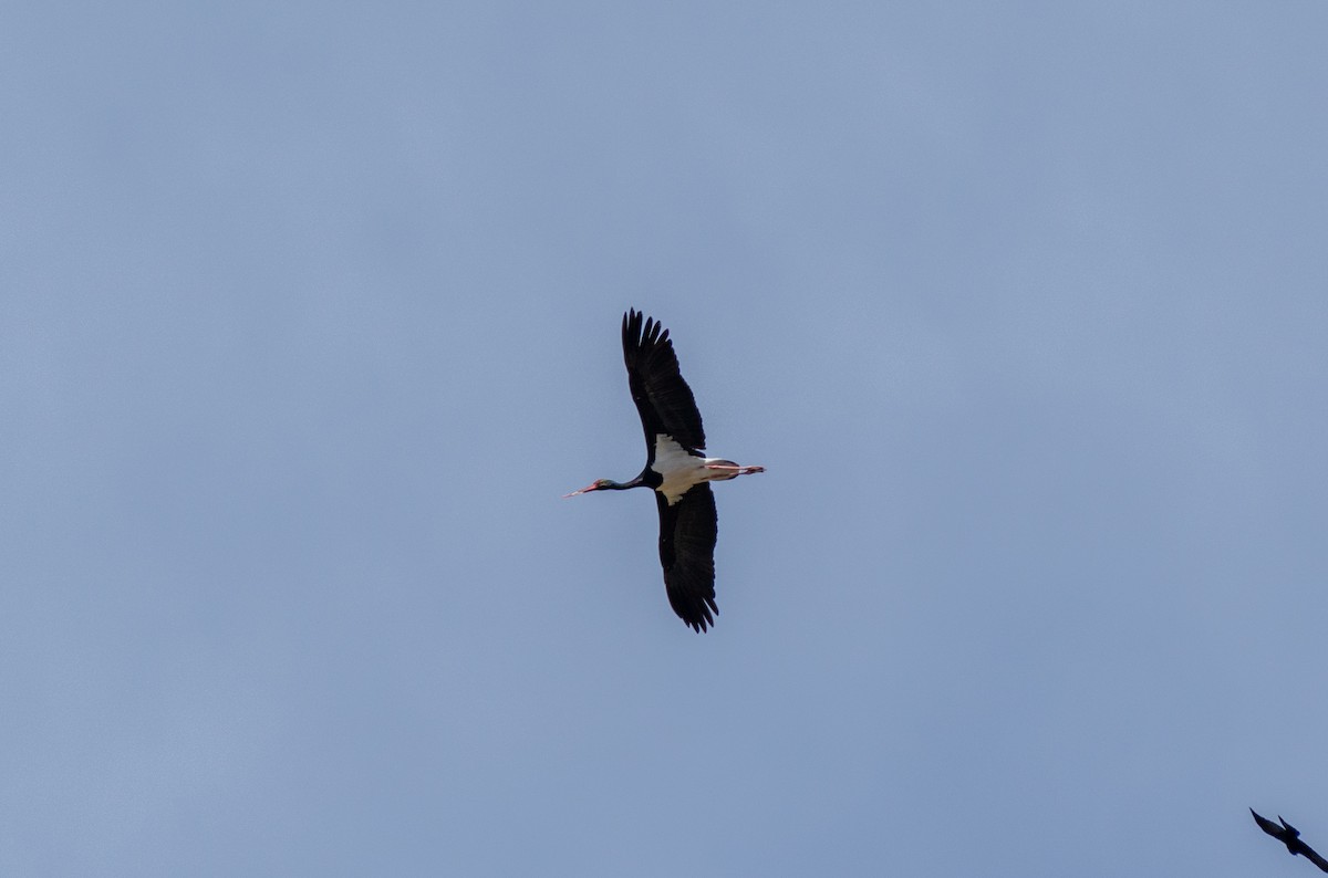 Black Stork - ML618221679