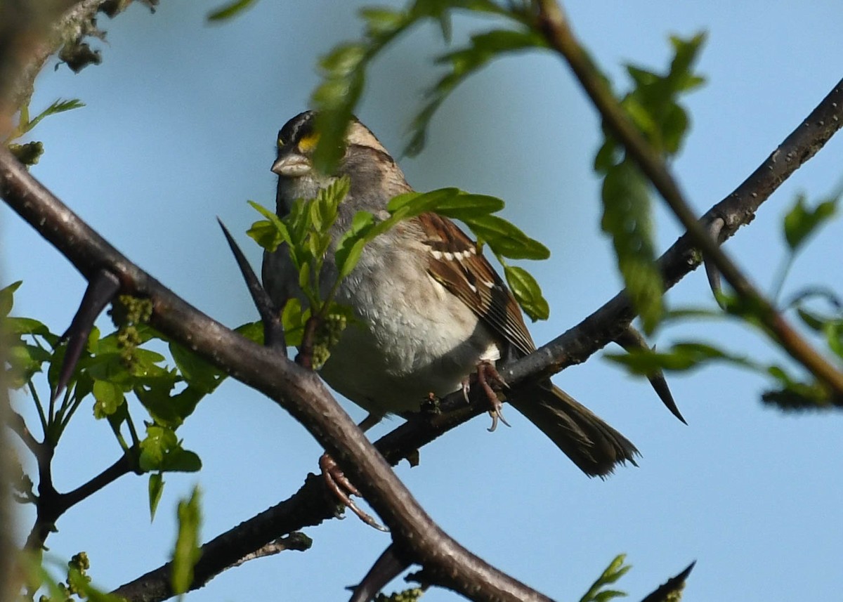 White-throated Sparrow - Joanne Dial