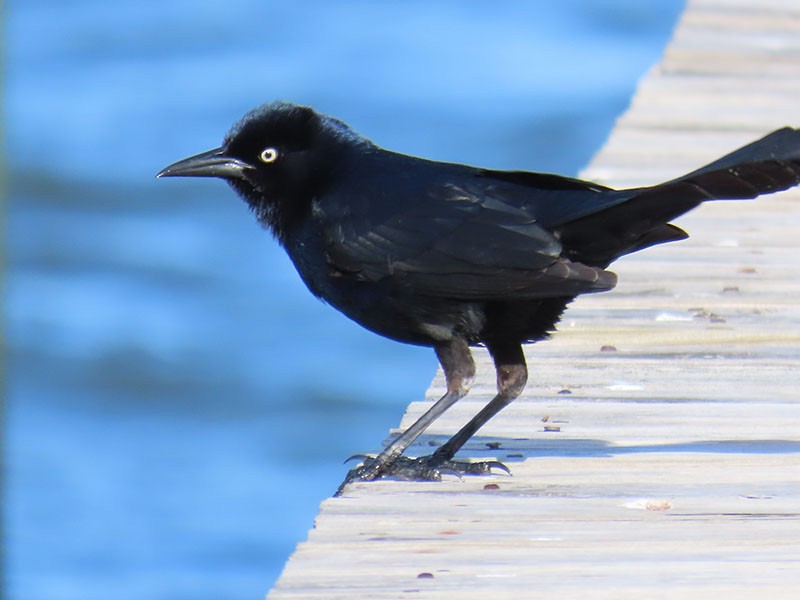 Boat-tailed Grackle - ML618221690