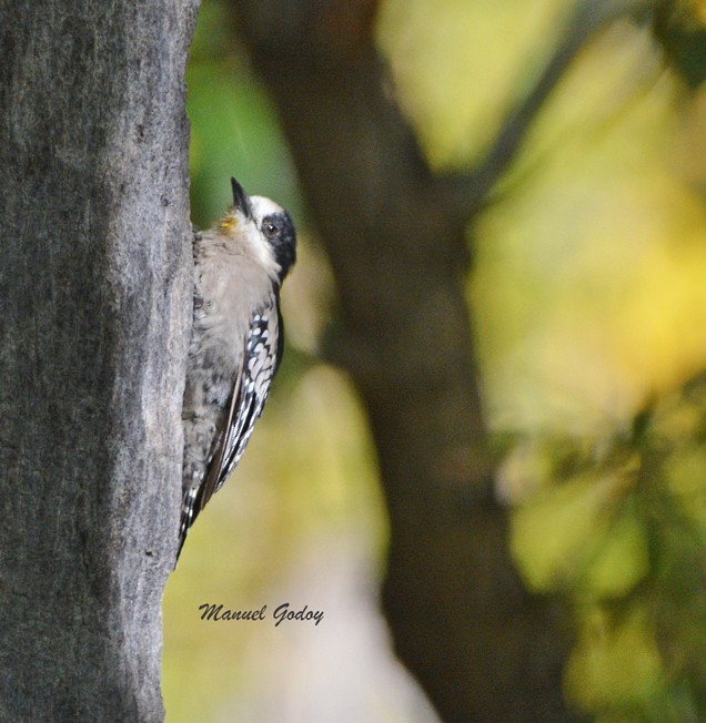 White-fronted Woodpecker - Manuel Godoy