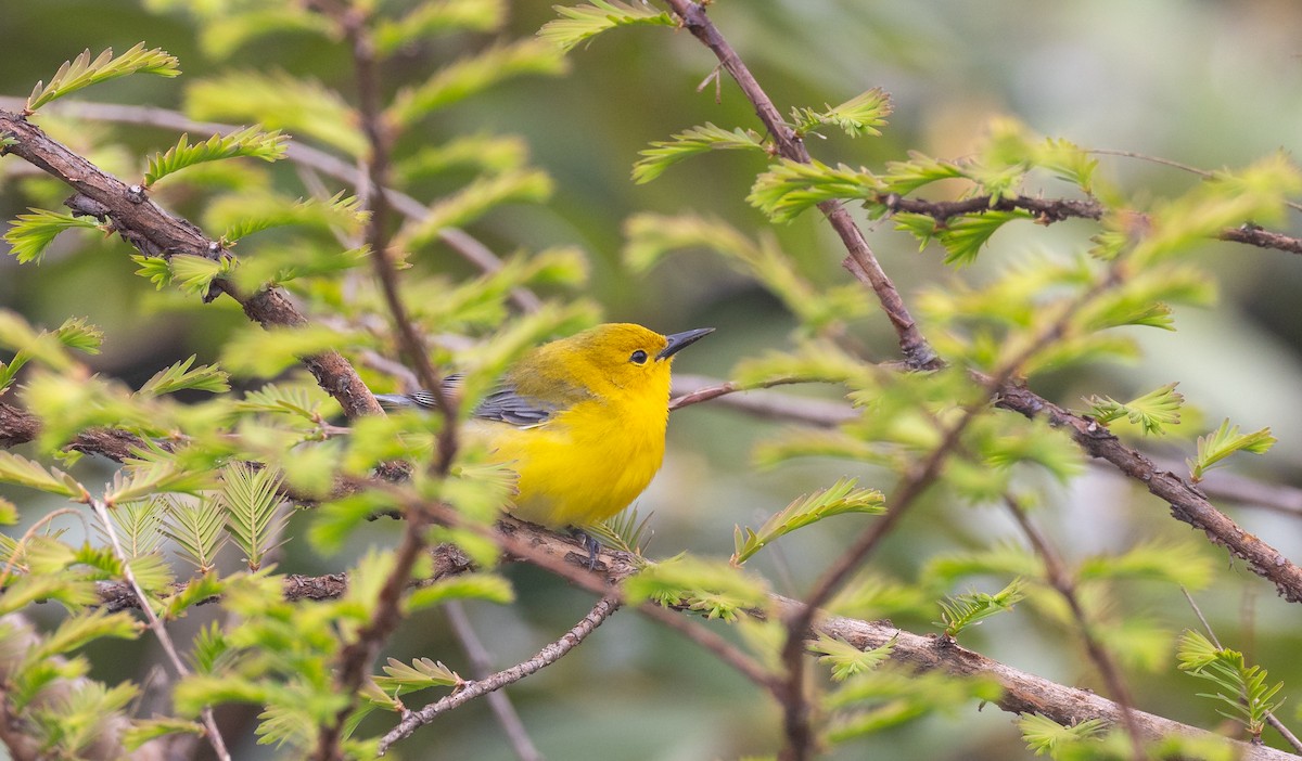 Prothonotary Warbler - ML618221701